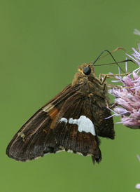 Silver-spotted Skipper